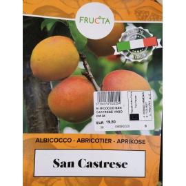 ALBICOCCO SAN CASTRESE