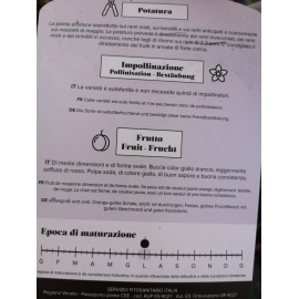 ALBICOCCO SAN CASTRESE 2