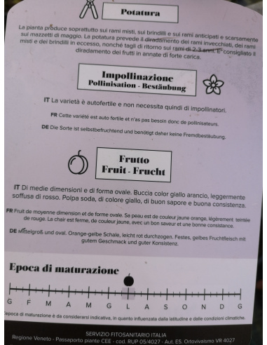 ALBICOCCO SAN CASTRESE