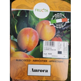 ALBICOCCO AURORA
