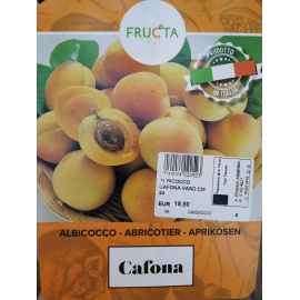 ALBICOCCO CAFONA