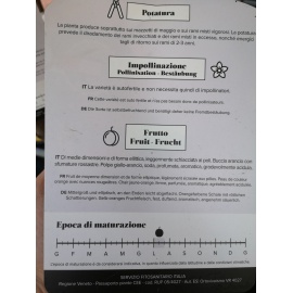ALBICOCCO PRECOCE D'IMOLA 2