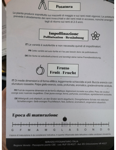ALBICOCCO PRECOCE D'IMOLA