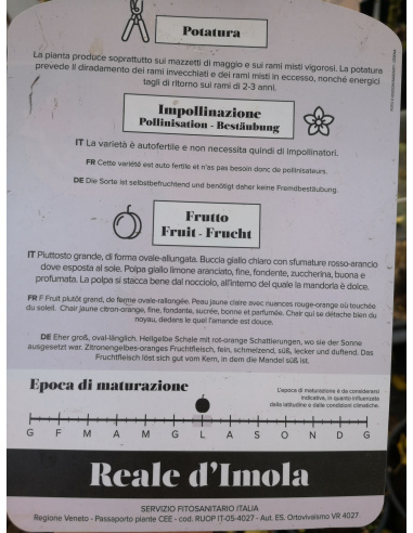 ALBICOCCO REALE D'IMOLA