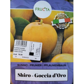 SUSINO SHIRO - GOCCIA D'ORO