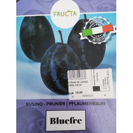 SUSINO BLUEFRE