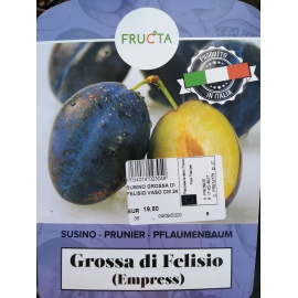 SUSINO GROSSA DI FELISIO