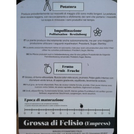 SUSINO GROSSA DI FELISIO 2