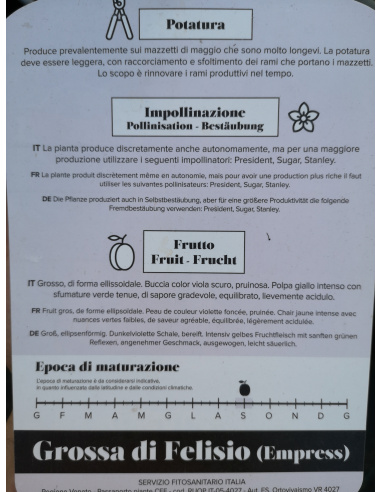 SUSINO GROSSA DI FELISIO