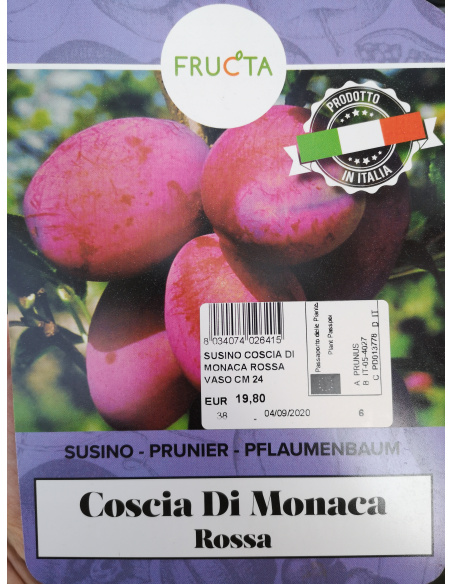 SUSINO REGINA CLAUDIA GIALLA