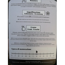 SUSINO COSCIA DI MONACA GIALLA 2