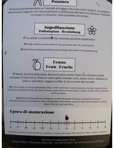 SUSINO COSCIA DI MONACA GIALLA