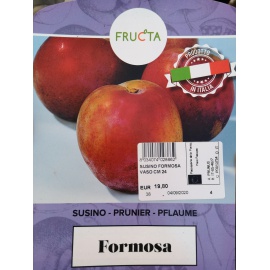 SUSINO FORMOSA