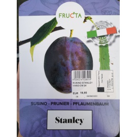 SUSINO STANLEY