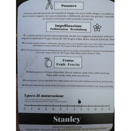 SUSINO STANLEY 2