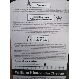 PERA WILLIAMO ROSSO 2