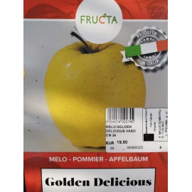 MELO GOLDEN DELICIOS