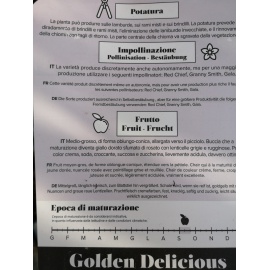 MELO GOLDEN DELICIOS 2