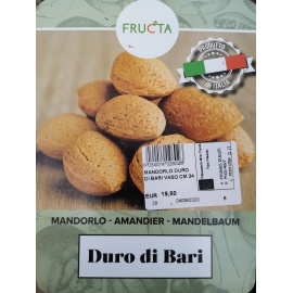 MANDORLO DURO DI BARI