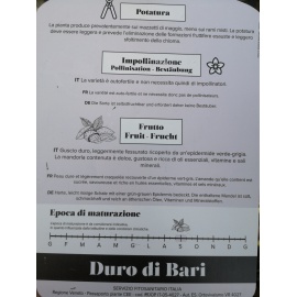 MANDORLO DURO DI BARI 2