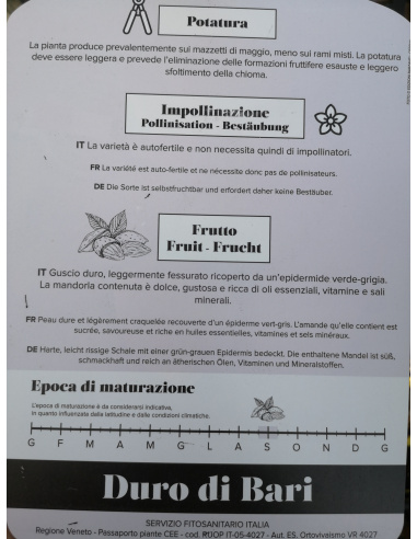 MANDORLO DURO DI BARI