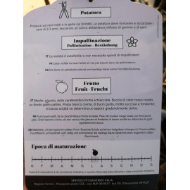 PESCO PIATTO A PASTA BIANCA  2