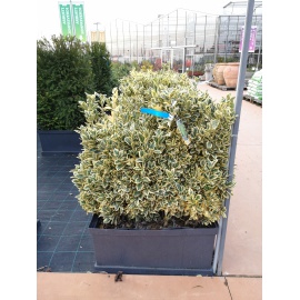 EUONYMUS JAP. BRAVO - VASCA...