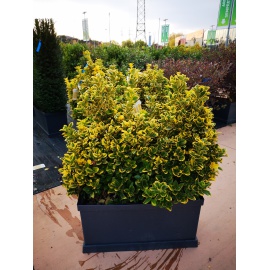 EUONYMUS JAP. BRAVO - VASCA PRONTO EFFETTO