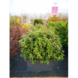 EUONYMUS JAP. ELEGANT AUREUS - VASCA PRONTO EFFETTO