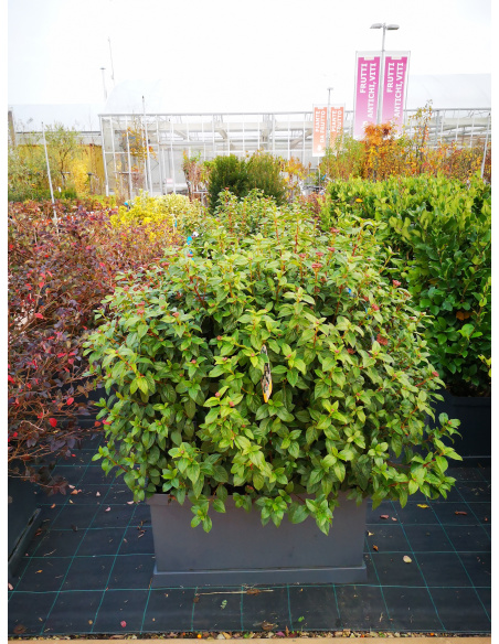 EUONYMUS JAP. ELEGANT AUREUS - VASCA PRONTO EFFETTO