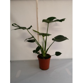 MONSTERA V.21