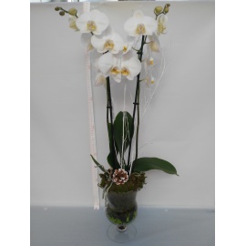 COPPA IN VETRO CON ORCHIDEA PHALAENOPSIS BIANCA
