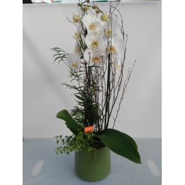 VASO VERDE CON COMPOSIZIONE DI PHALAENOPSIS BIANCA E PIANTE VERDI 