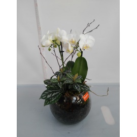SFERA IN VETRO CON ORCHIDEA PHALAENOPSIS E PIANTA VERDE