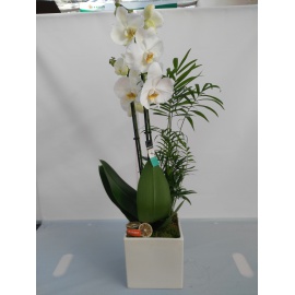 CUBO IN CERAMICA CON ORCHIDEA PHALAENOPSIS BIANCA E PIANTA VERDE