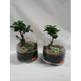  CILINDRO IN VETRO CON BONSAI 