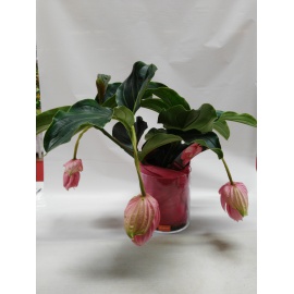 CILINDRO IN VETRO CON MEDINILLA