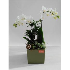 CUBO IN CERAMICA CON ORCHIDEA PHALAENOPSIS BIANCA E PIANTE VERDI