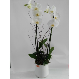 VASO BIANCO CON COMPOSIZIONE DI PHALAENOPSIS BIANCA E PIANTA VERDE