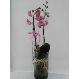 CILINDRO IN VETRO CON ORCHIDEA PHALAENOPSIS COLORATA 
