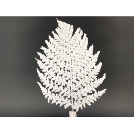 Fiore Natalizio, Felce Innevata