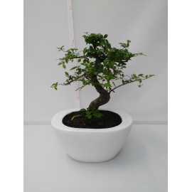 BONSAI ZELKOVA CON VASO IN CERAMICA OVALE