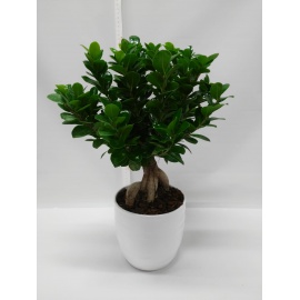 BONSAI FICUS GINSENG CON VASO CILINDRICO