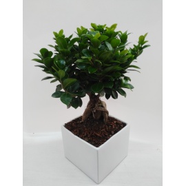 BONSAI FICUS GINSENG VASO QUADRATO