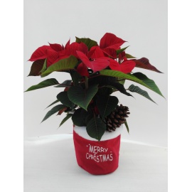 STELLA DI NATALE POINSETTIA ROSSA CON CASPO' JUTA