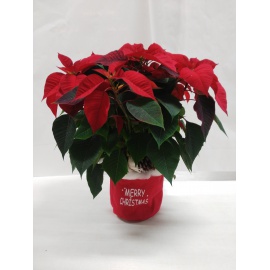 STELLA DI NATALE POINSETTIA ROSSA CON SACCO JUTA TG M