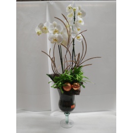 ORCHIDEA PHALAENOPSIS BIANCA CON CALICE IN VETRO