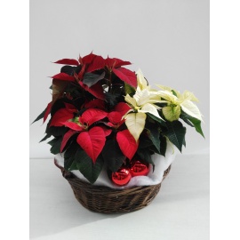 STELLE DI NATALE POINSETTIA CON CESTO MARRONE