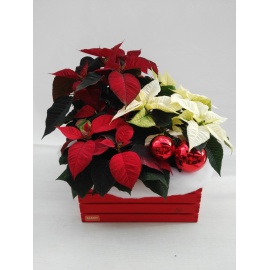 STELLE DI NATALE POINSETTIA CON CASSETTA ROSSA