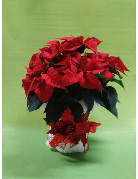 STELLA DI NATALE POINSETTIA CON CONFEZIONE